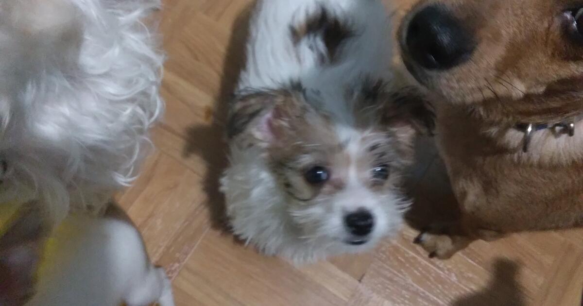 Where else can i post rehoming puppies for 200 in mesa az for sale