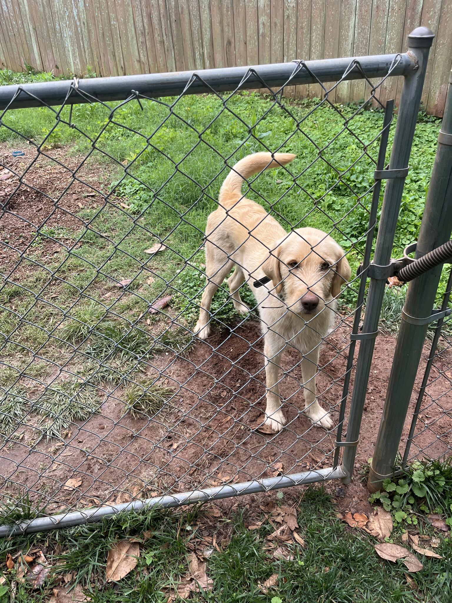 Needs A Loving Home In Huntsville, Al 