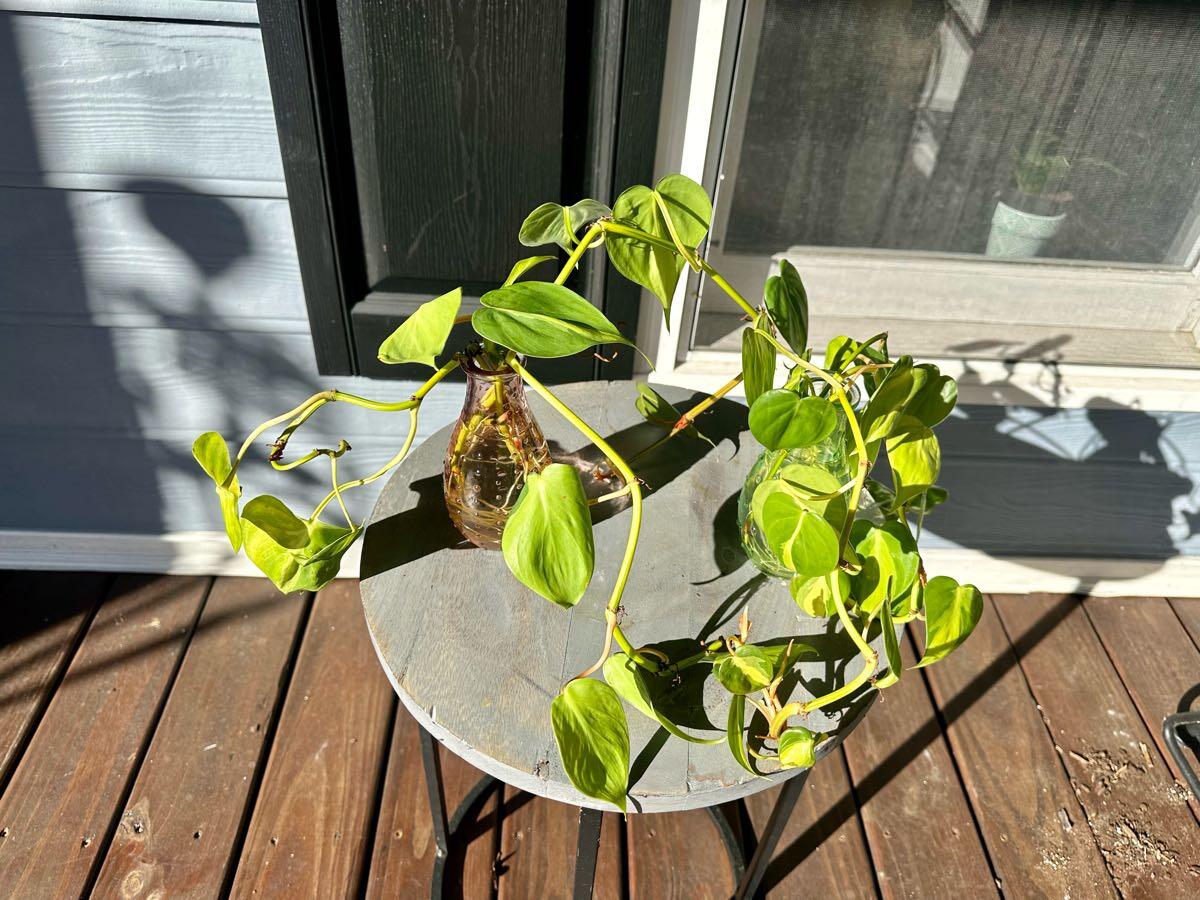 Potted Philodendron Plant