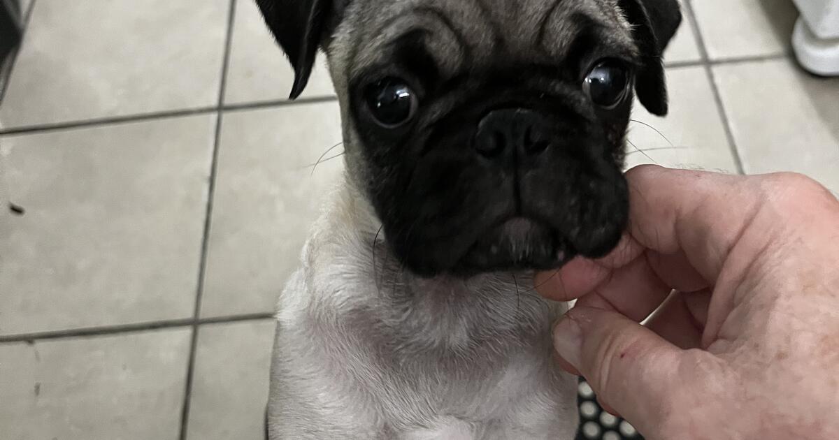 Pure Bred PUG Free to good home. Five month old Male Pug free to good