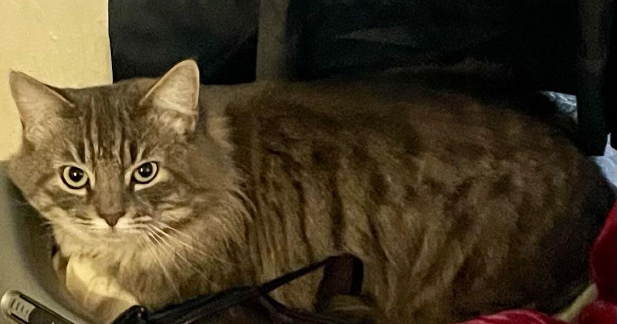 Cats for Free in Lancaster, CA Finds — Nextdoor