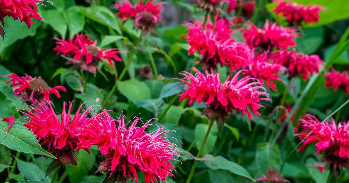 Iso red bee balm coneflowers for 1 in green bay wi for sale