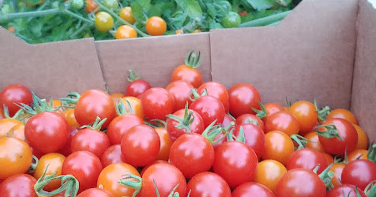 Tomato plants! for 4 in Longview, WA For Sale & Free — Nextdoor