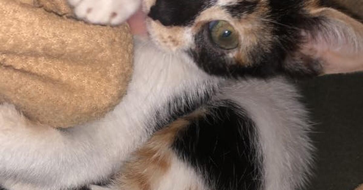 Female baby cat for sale she’s only 2 months for 150 in Miami, FL