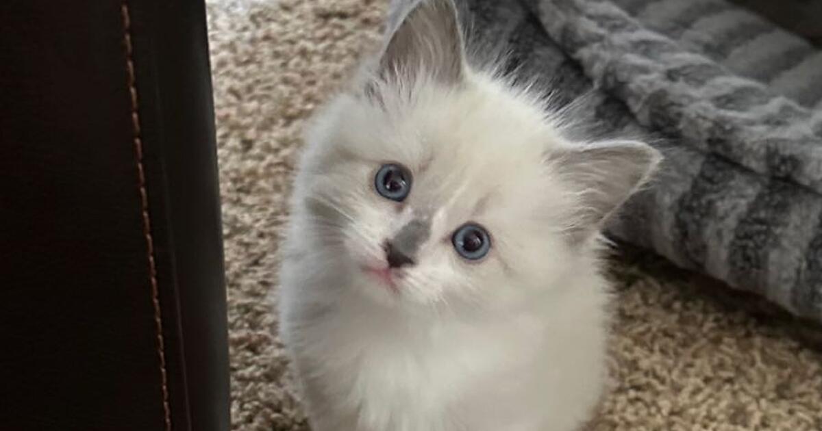 siamese kittens for 850 in Puyallup, WA For Sale & Free — Nextdoor
