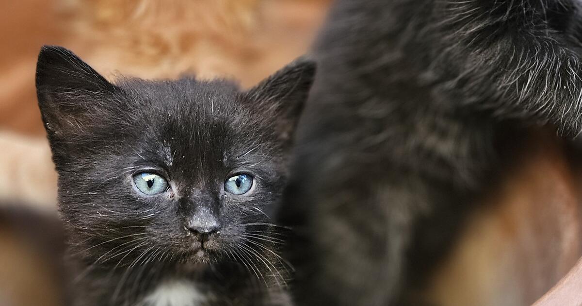 These Kittens Are Looking For Homes for 15 in Chandler, AZ For Sale & Free — Nextdoor