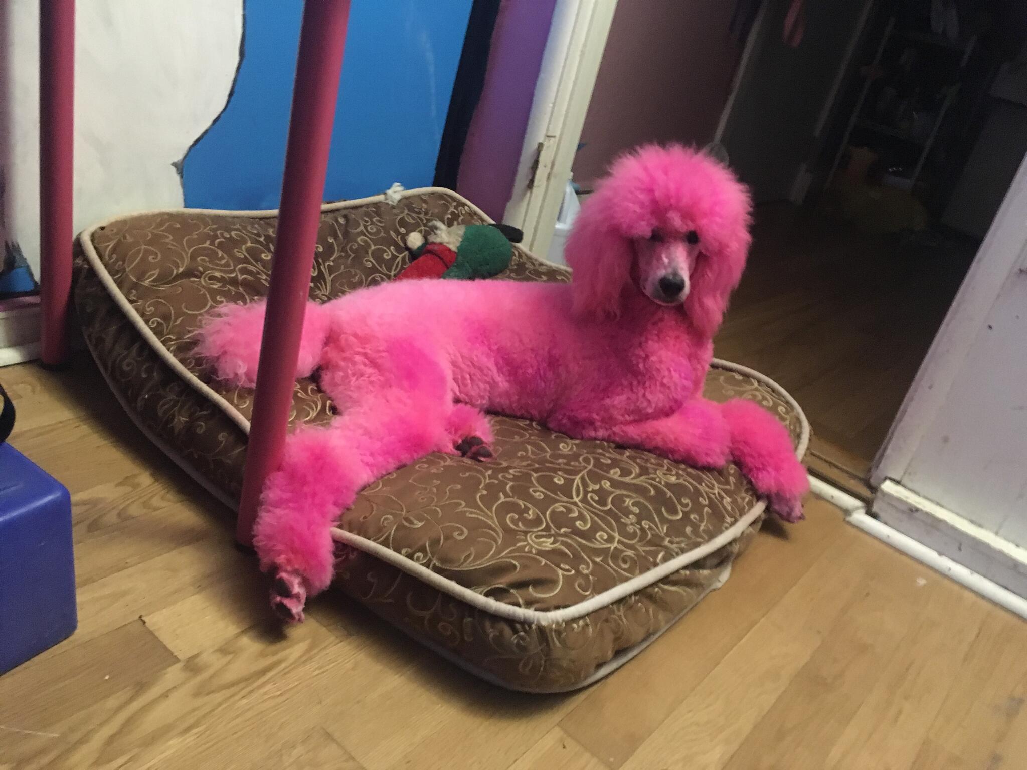 Desiree's pink poodle grooming fashion