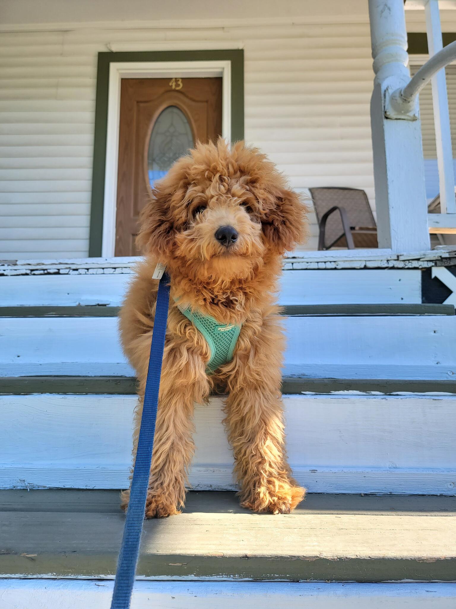 Lex pets rye