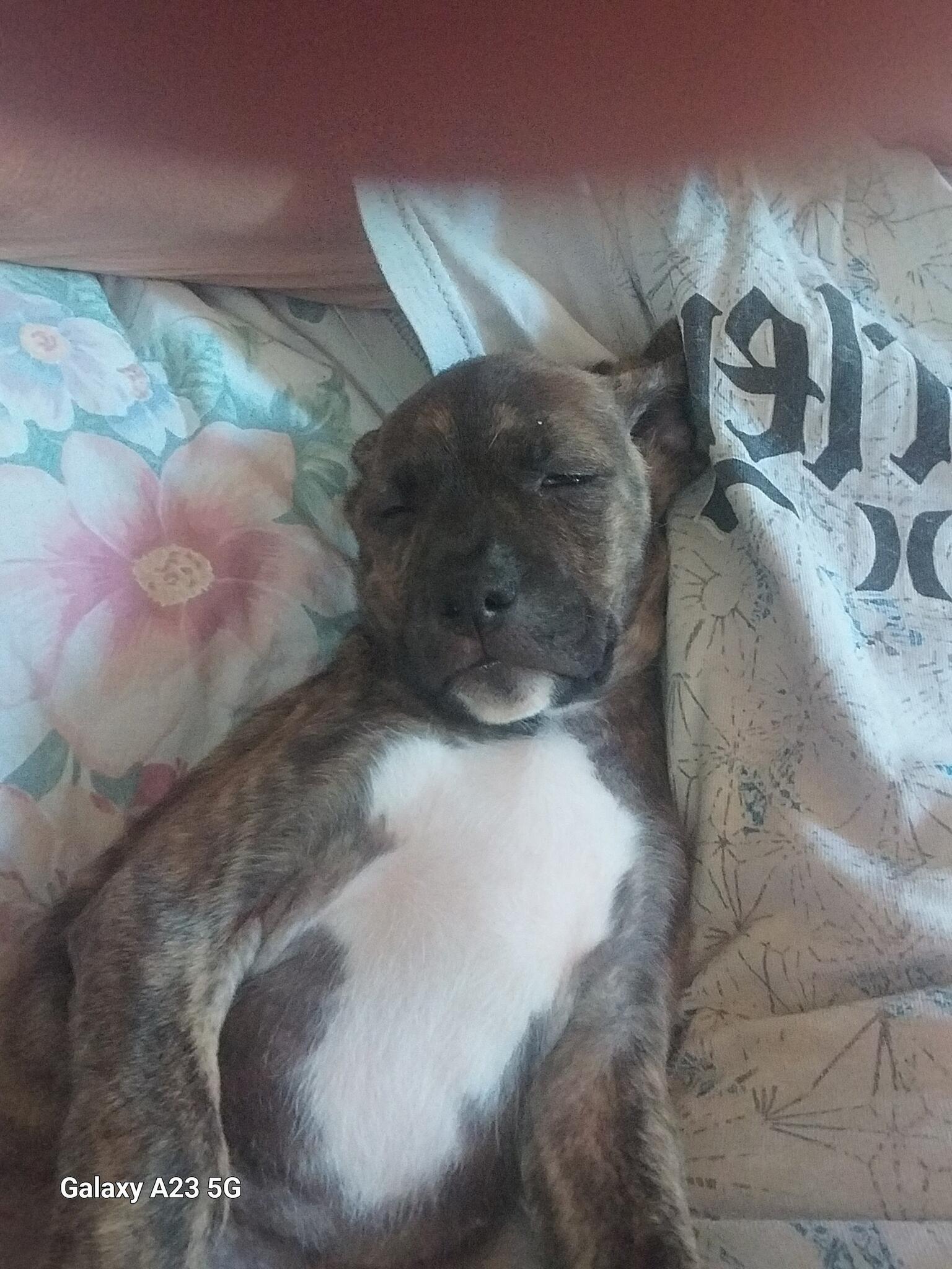 Free Puppies in Lavonia, GA For Sale & Free — Nextdoor