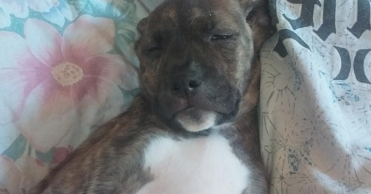 Free Puppies in Lavonia, GA For Sale & Free — Nextdoor