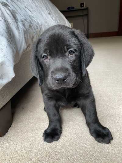 Labrador retriever puppies columbus ohio hotsell