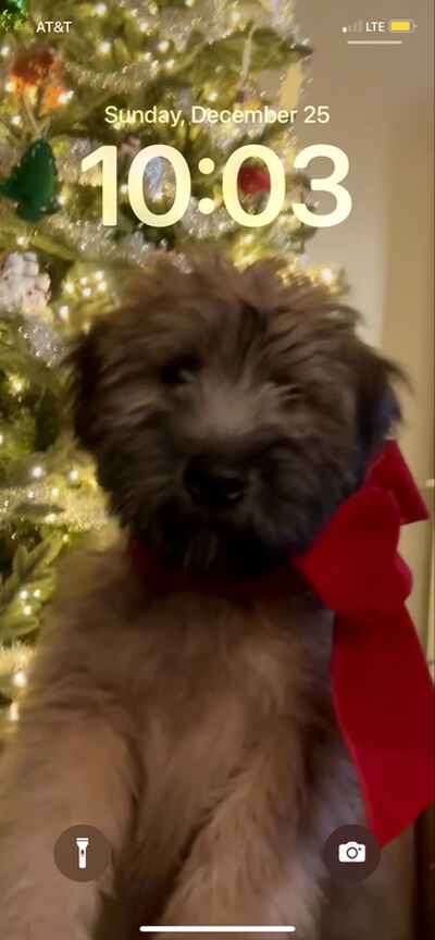 Heather's 2024 mobile grooming