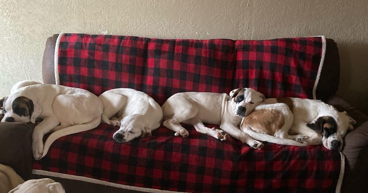 Puppies for 350 in Jefferson, OR Finds — Nextdoor