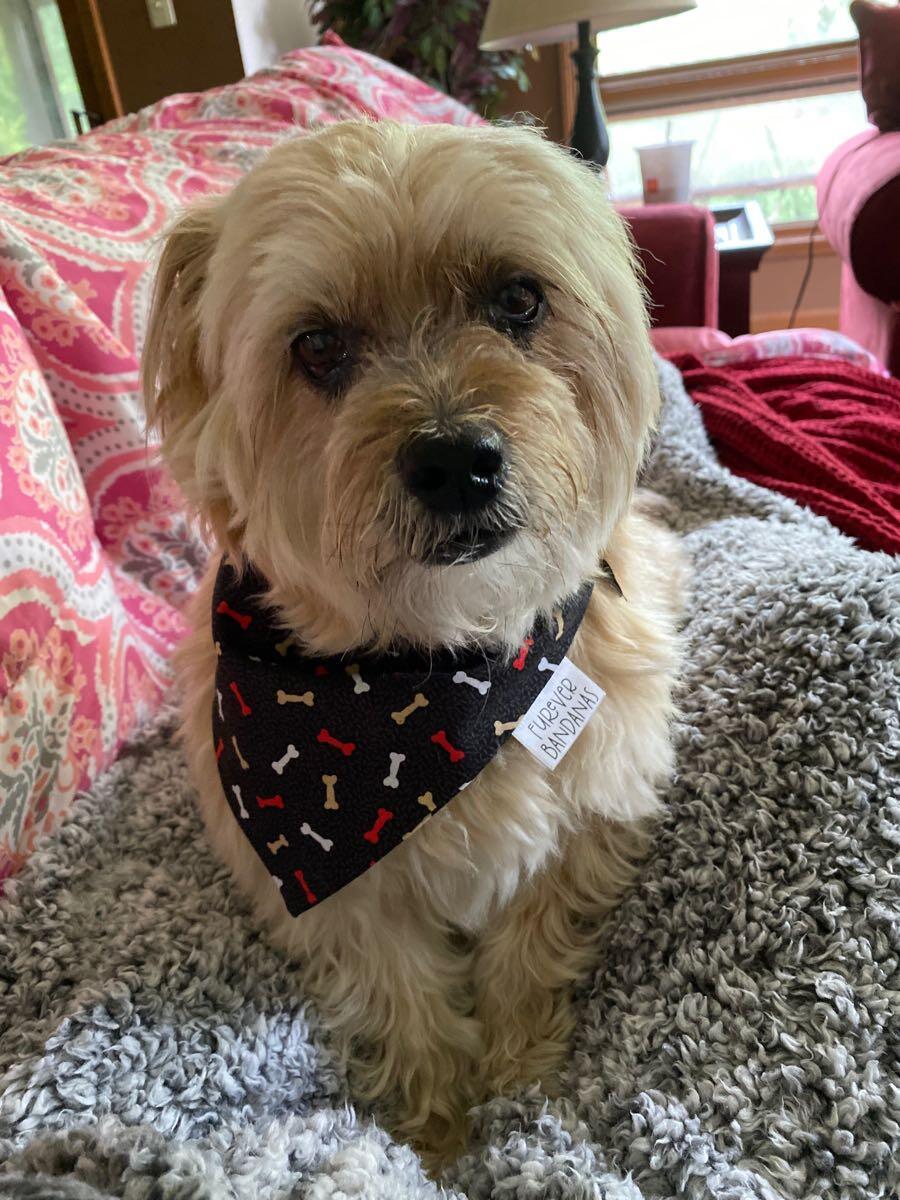 Bowties pet salon hotsell