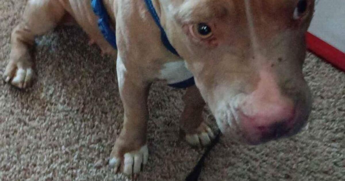 Red Nose Pitbull for Free in Rio Rancho, NM | For Sale & Free — Nextdoor