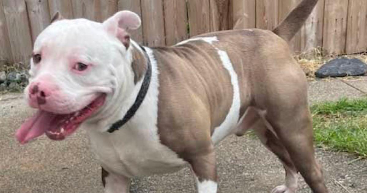 Free dog for a good loving home for Free in Coatesville, PA Finds — Nextdoor