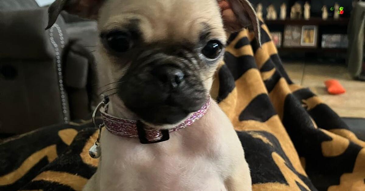 Female pugs for 1 in San Antonio, TX For Sale & Free — Nextdoor