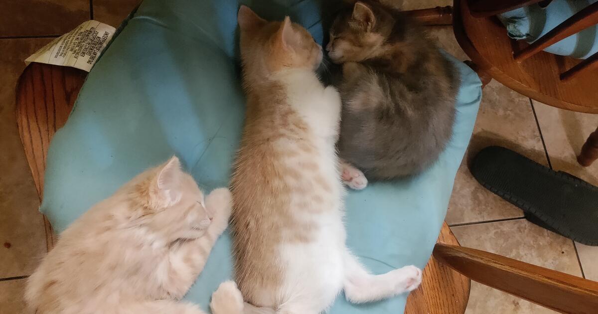 Kittens for Free in Louisville, KY For Sale & Free — Nextdoor