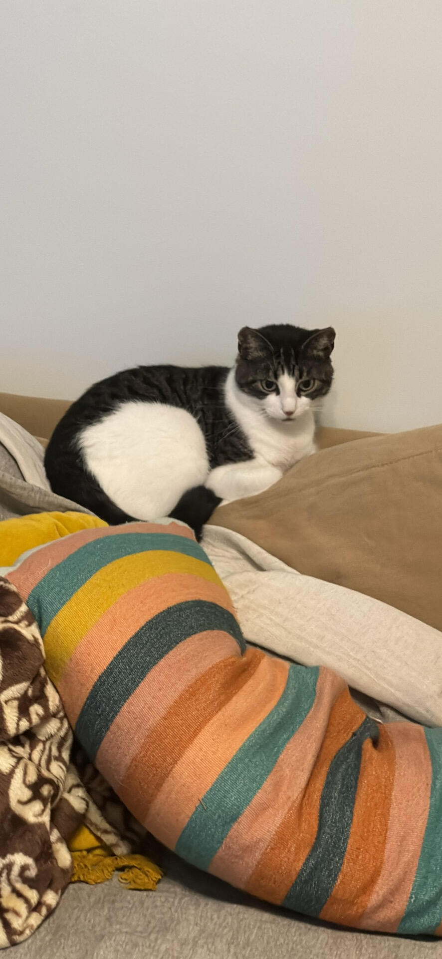 2 kittens and mama cat free for Free in Winston Salem, NC For Sale