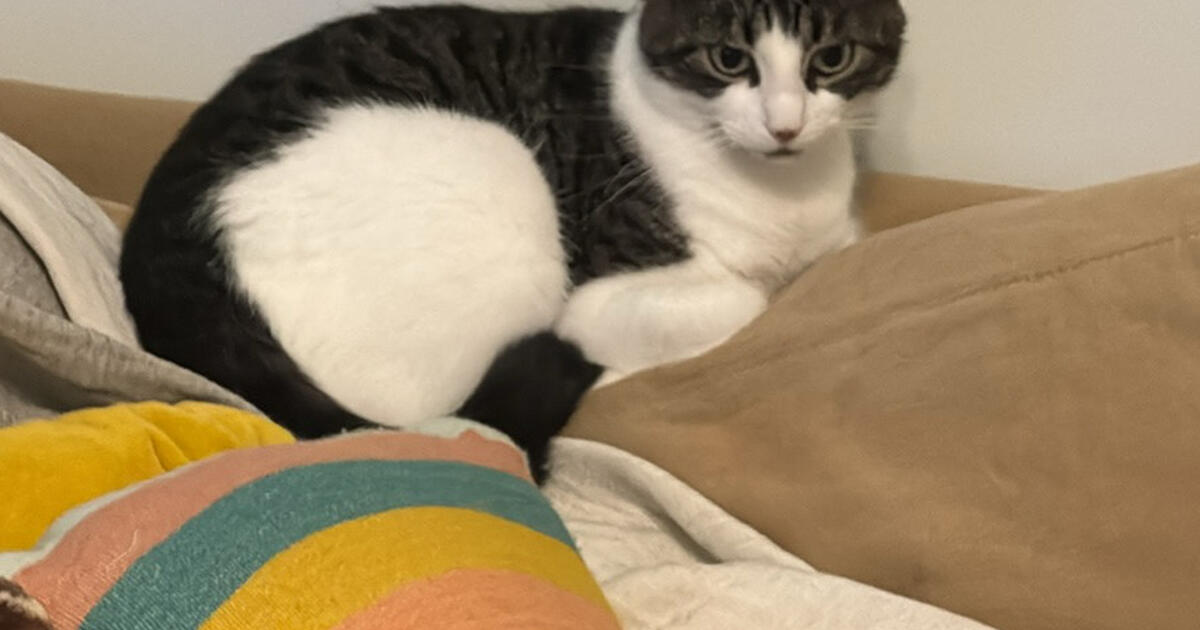 2 kittens and mama cat free for Free in Winston Salem, NC For Sale