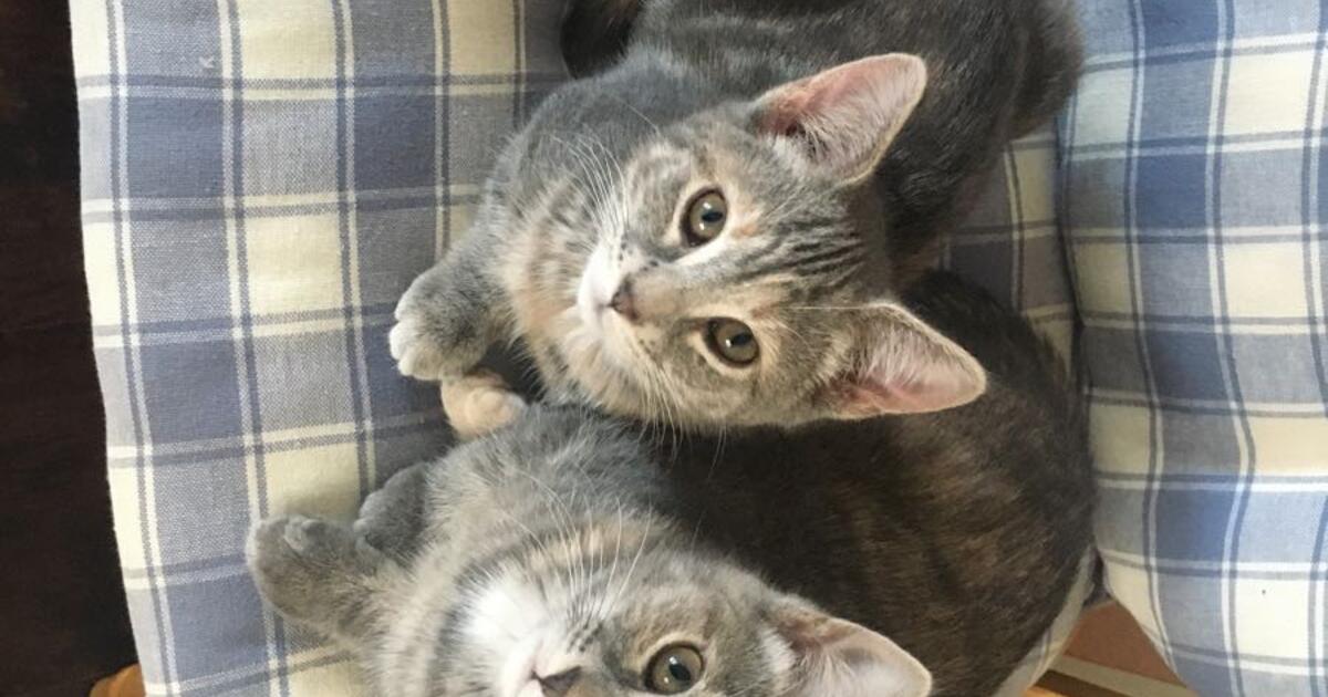 2 young kitties for Free in Stillwater, MN | For Sale & Free — Nextdoor