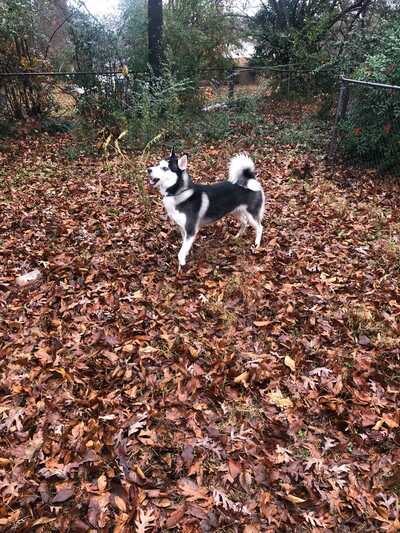 Shaggin waggin pet 2024 grooming