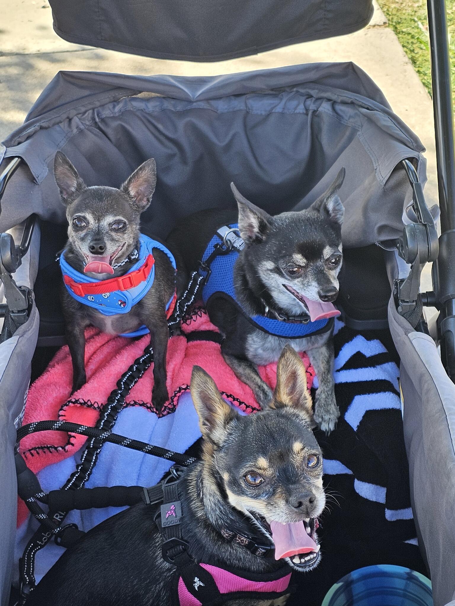 Kimbur Pet Wash Suites Surprise AZ Nextdoor