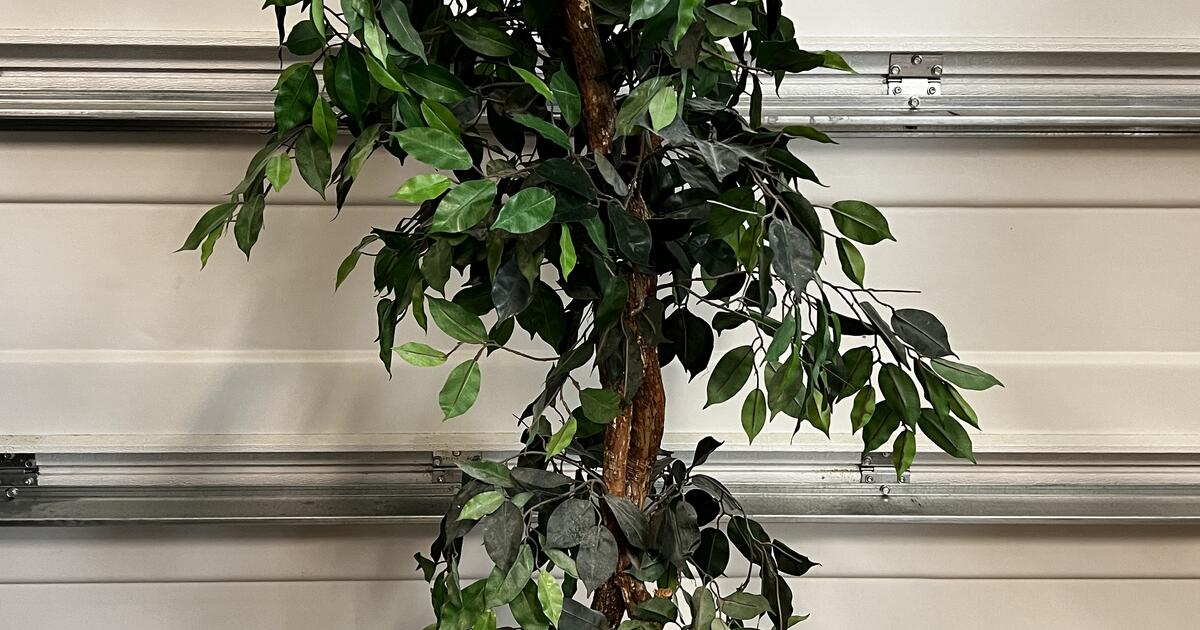 68" Tall Silk Ficus Tree for 40 in Bluffton, SC For Sale & Free