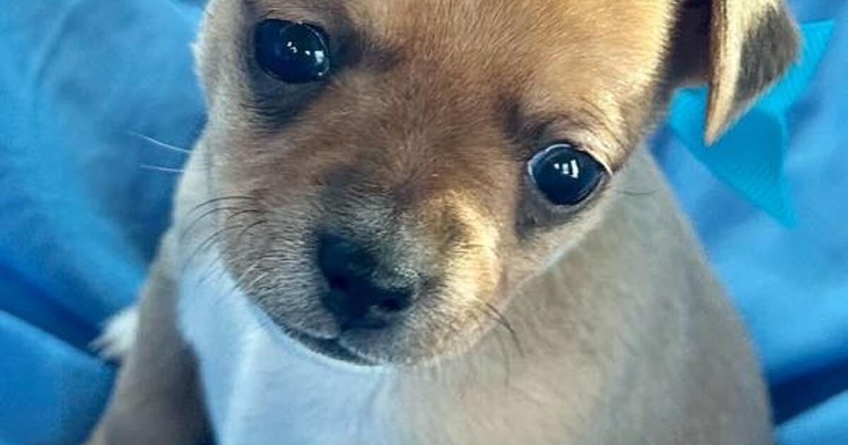 Chihuahua puppies for 1000 in Matamoras, PA For Sale & Free — Nextdoor
