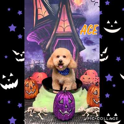 Little paws pet 2024 spa