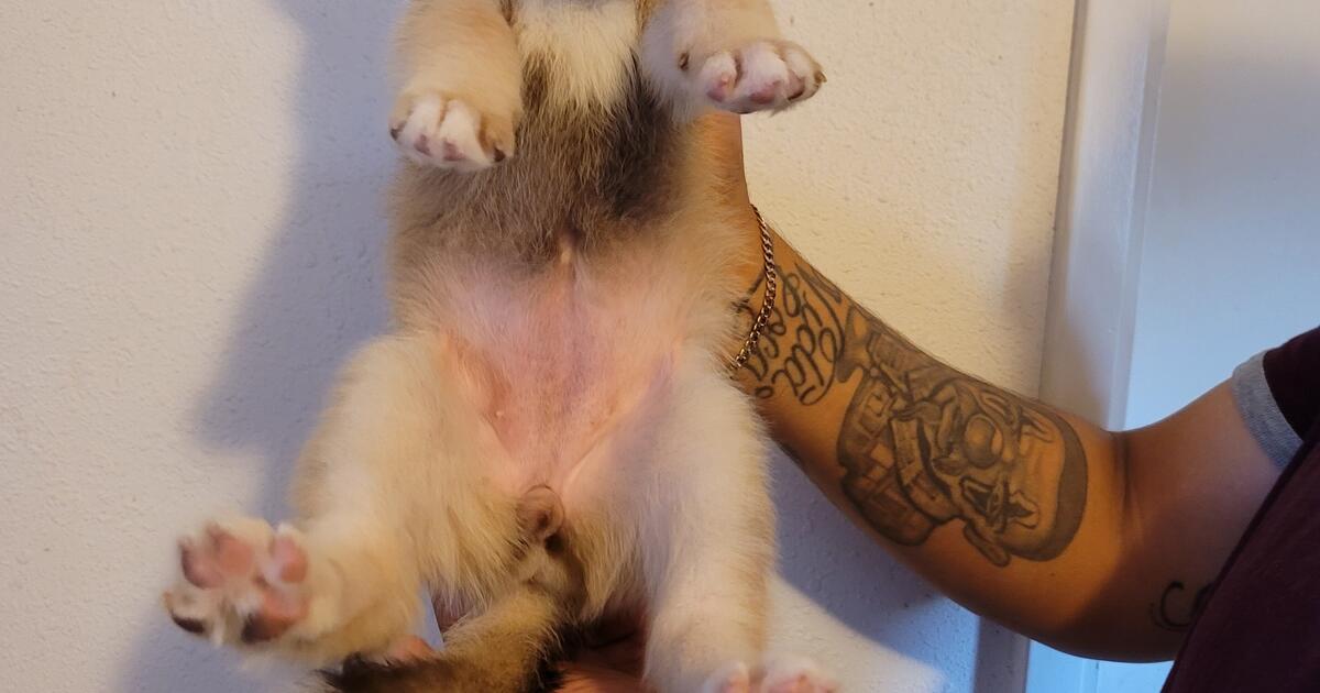 Belusky Puppies for Free in Stevenson Ranch, CA Finds — Nextdoor