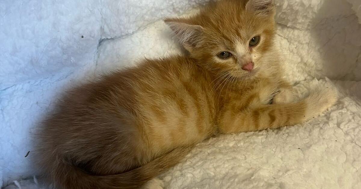 Kittens Available! for Free in Newport News, VA For Sale & Free