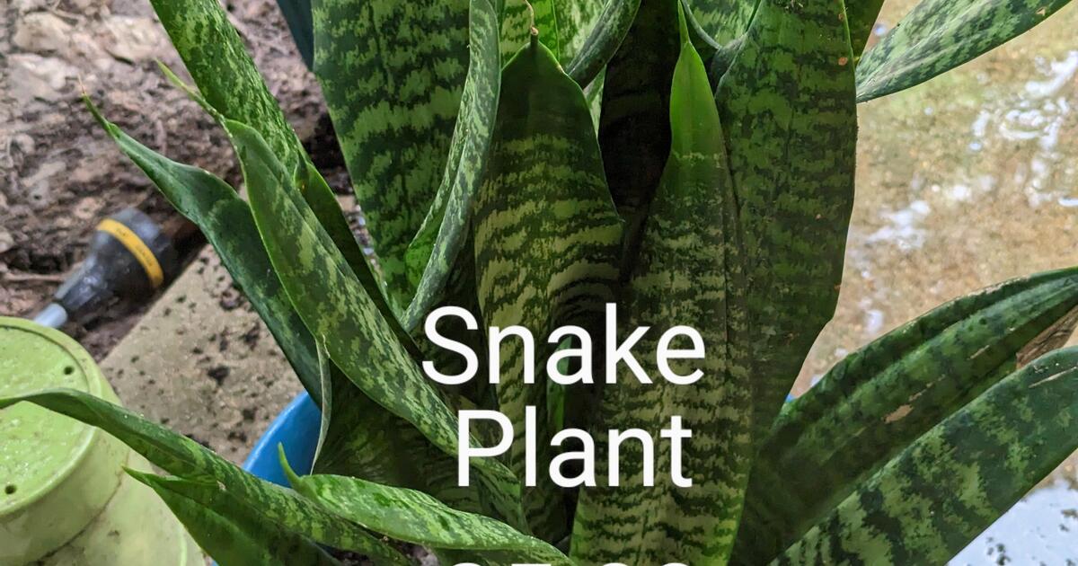 plants for 1000000 in Longview, TX Finds — Nextdoor