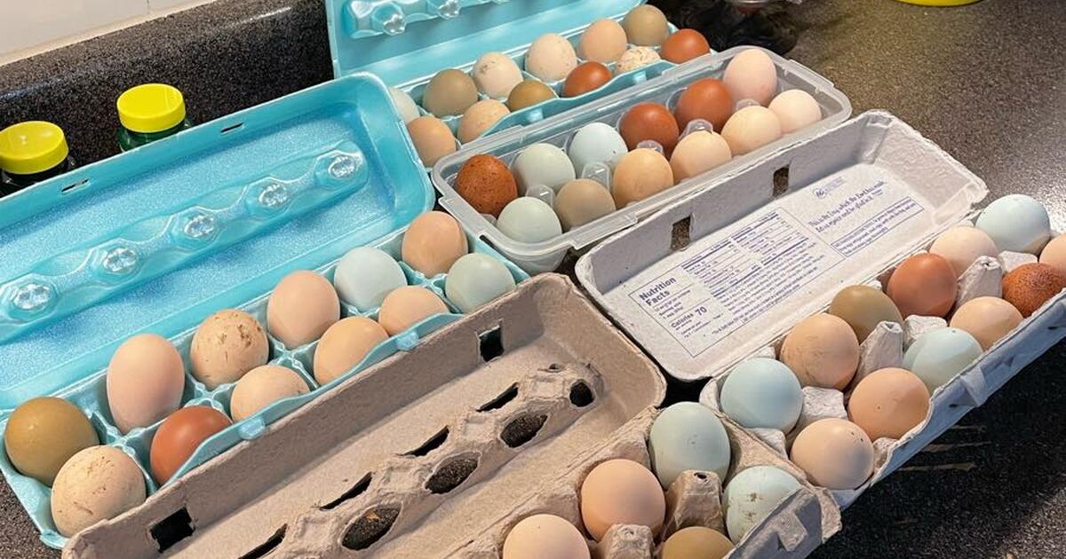 Fresh Eggs Laid daily for 4 in Shawnee, KS For Sale & Free — Nextdoor