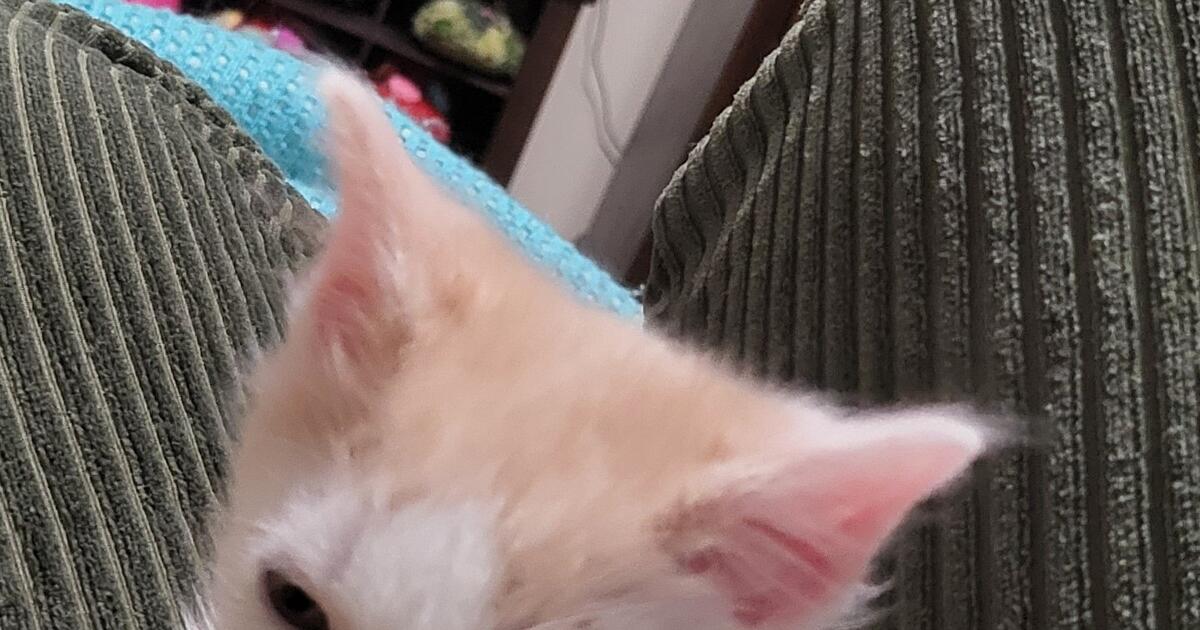 Male Kitten For Adoption for 30 in Lees Summit, MO For Sale & Free