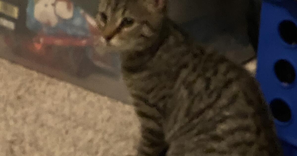 Female kitten for 50 in Mechanicsville, VA For Sale & Free — Nextdoor
