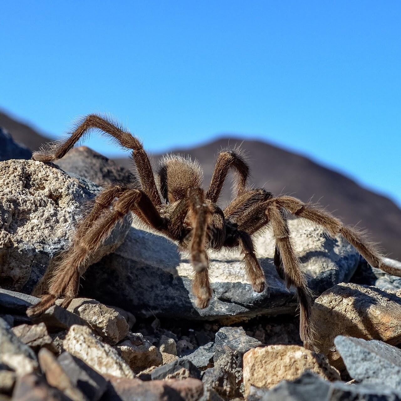 What's in your backyard? Desert Tarantula (State of Nevada