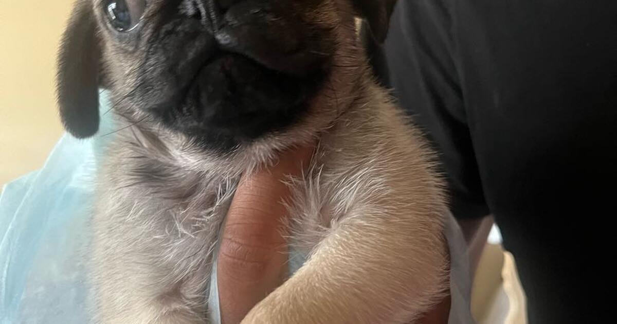 3 month old Pug for 200 in Houston, TX For Sale & Free — Nextdoor