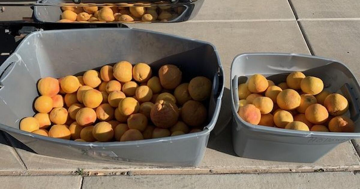 Ruby Red Pink Grapefruit for Free in Mesa, AZ For Sale & Free — Nextdoor