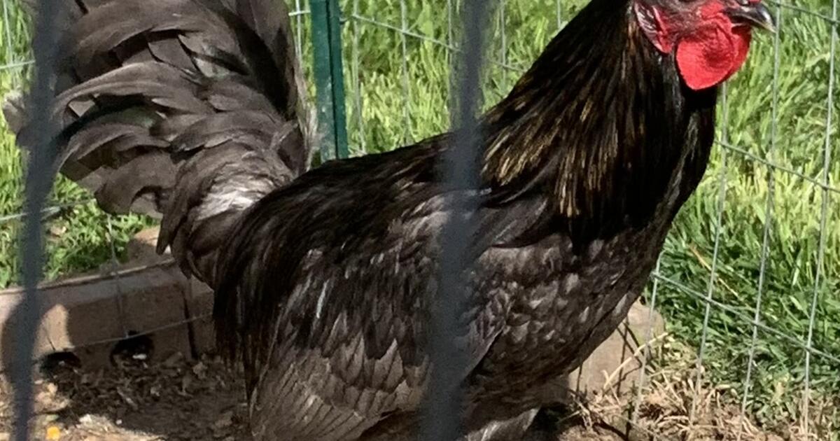 Game Birds For Sale for 55 in Greensboro, NC For Sale & Free — Nextdoor