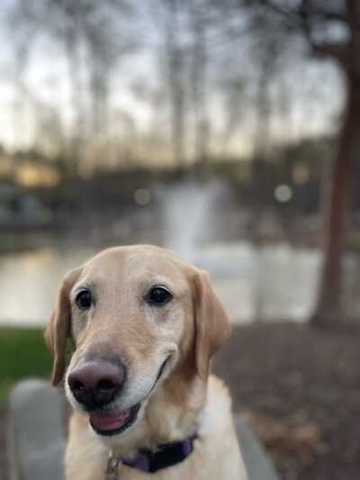 Saluda river dog shop supply