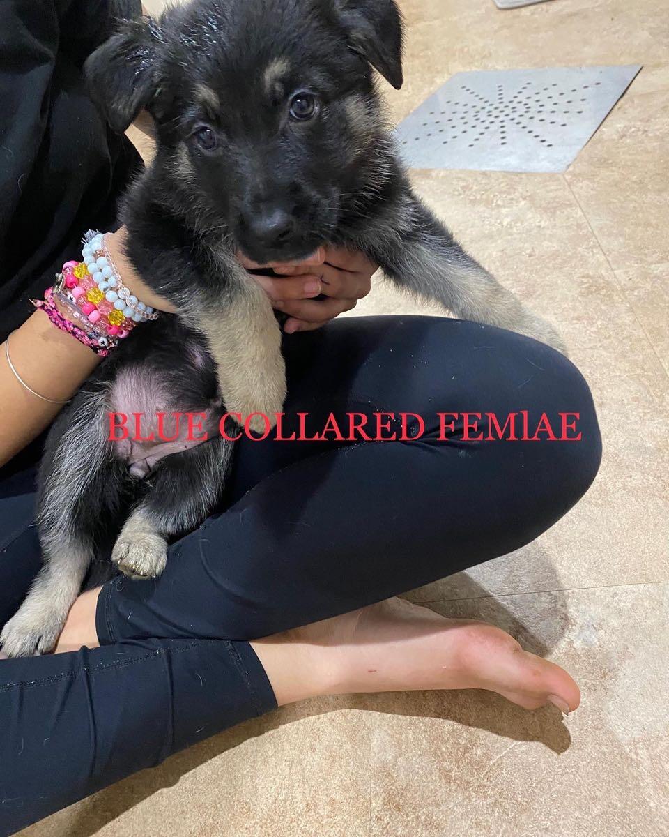 German Shepherd Puppies For $600 In Waterloo, IA For Sale Free