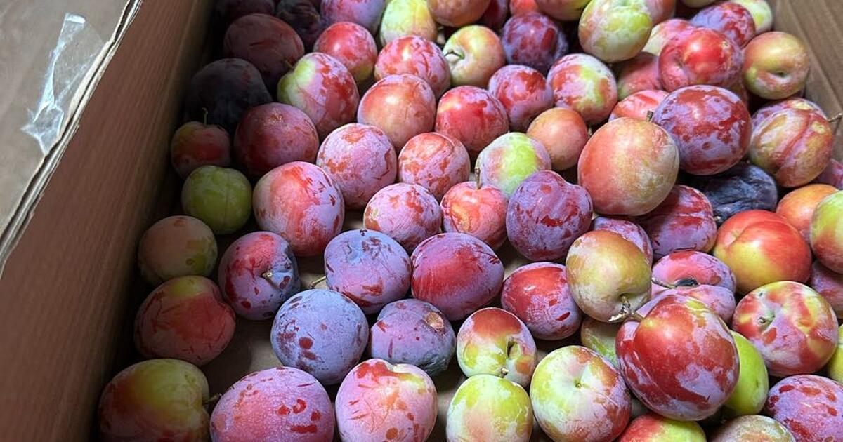 Free plums for Free in Granite Bay, CA | For Sale & Free — Nextdoor