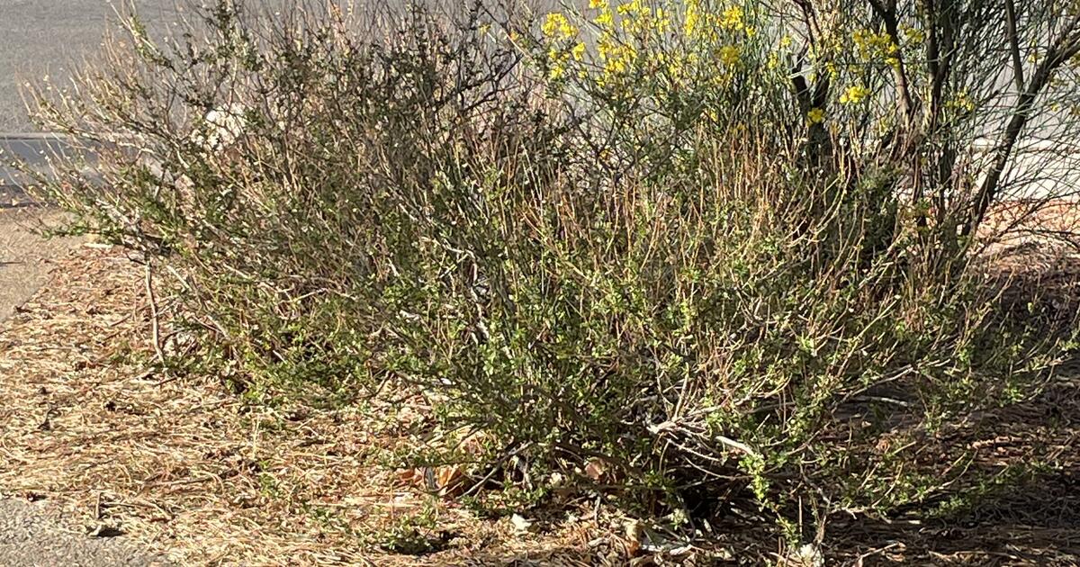 2 Remaining Butterfly Bushes for Free in Albuquerque, NM For Sale