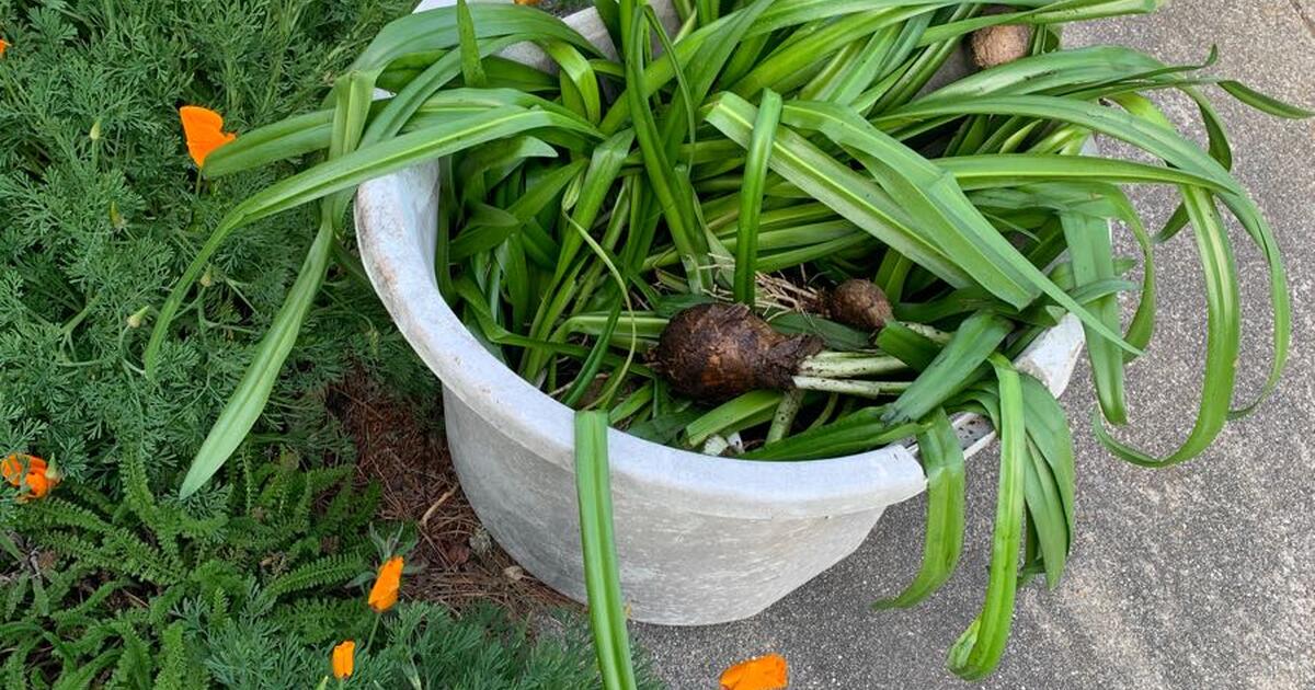 How To Plant Pink Lady Bulbs