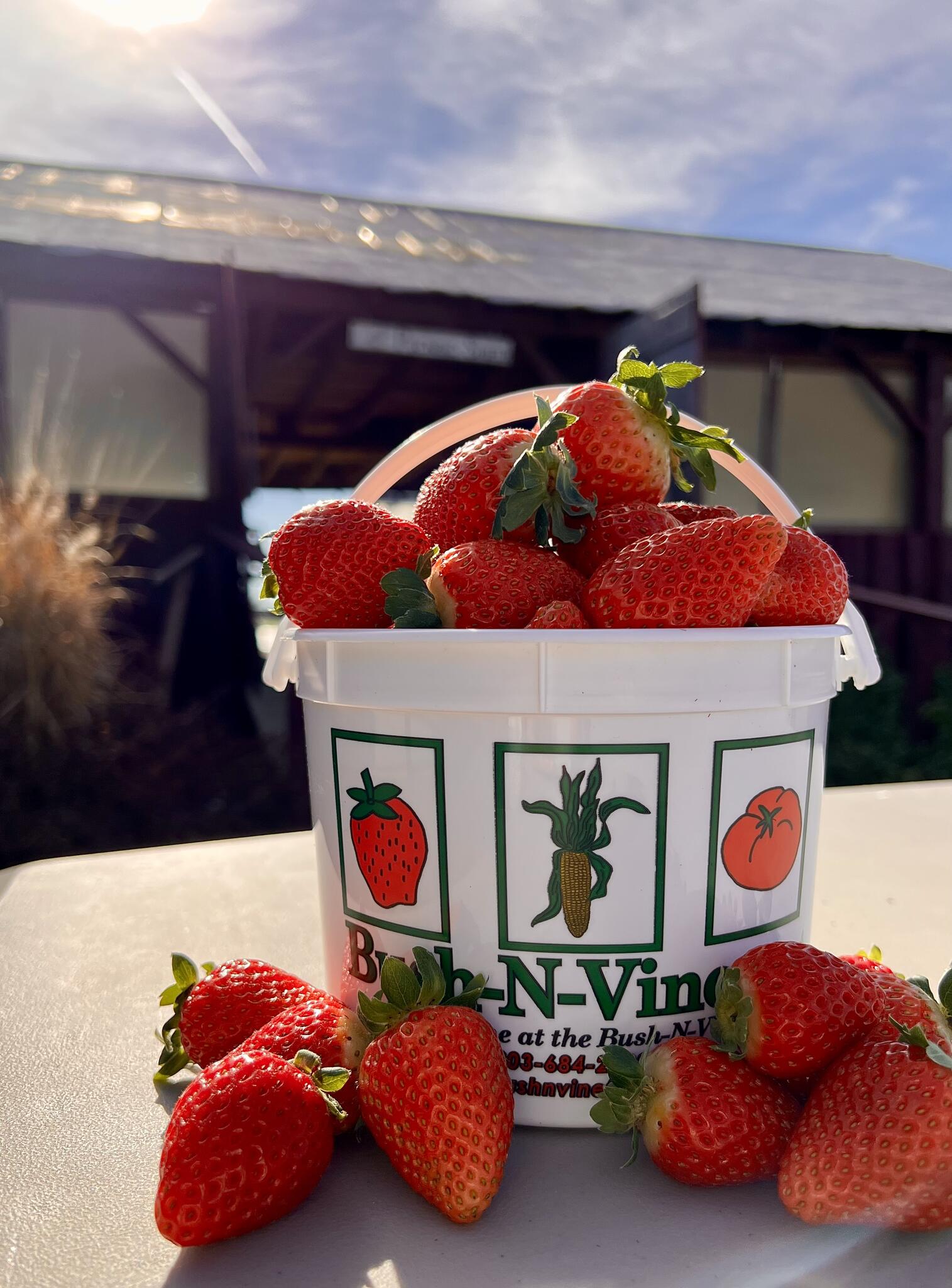【黒壺】 wild strawberry 15ピース Lポット Bush-N-Vine Farm Stand - Lake Wylie - Clover, SC - Nextdoor