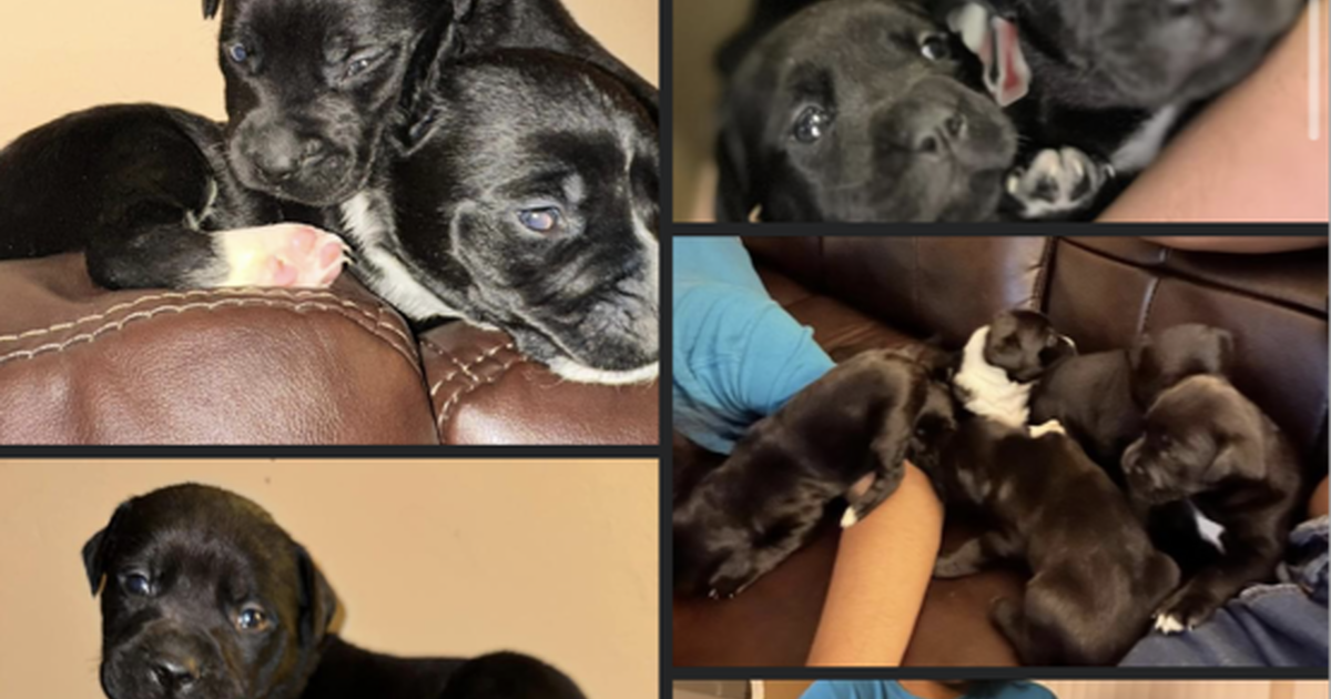 Dogs for 200 in Johnstown, PA Finds — Nextdoor