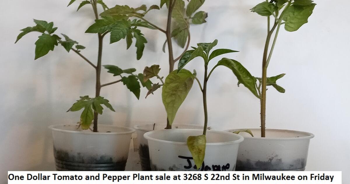 One Dollar Tomato and Pepper Plant Sale for 1 in Milwaukee, WI For
