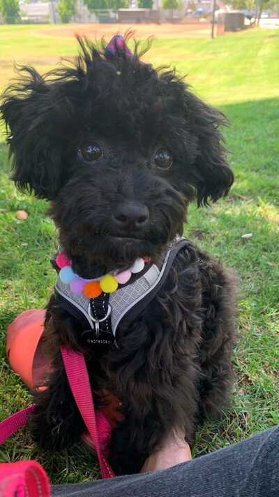 Toy Poodle  VCA Animal Hospitals