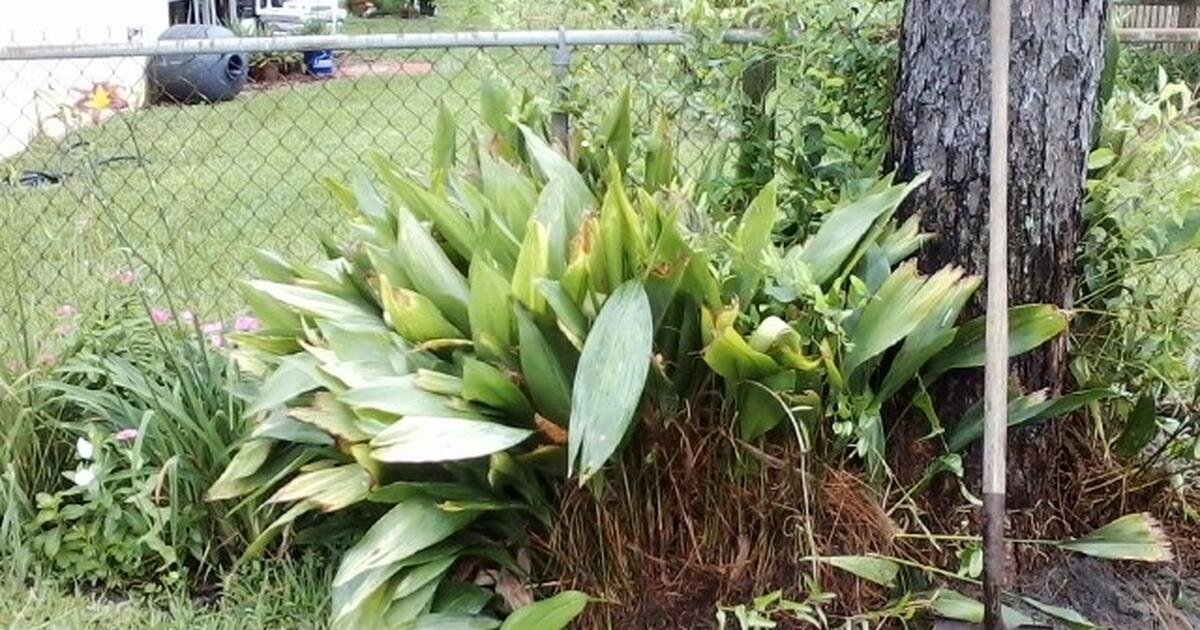 Curb alert free cast iron plants on right of way for free in